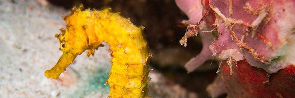 "Sammy the Seahorse” Koh Haalla