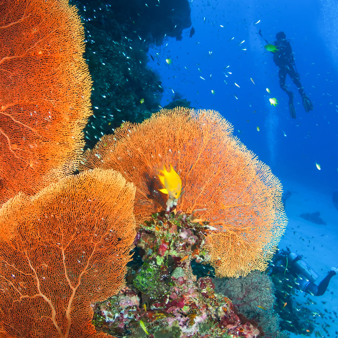 KOH BON & TACHAI- Diving trip (from Khao Lak)