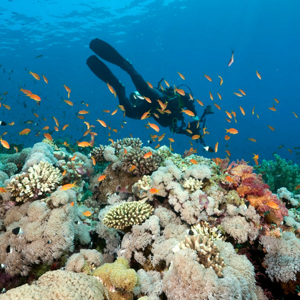 HALF DAY- Diving Trip (from Phuket)