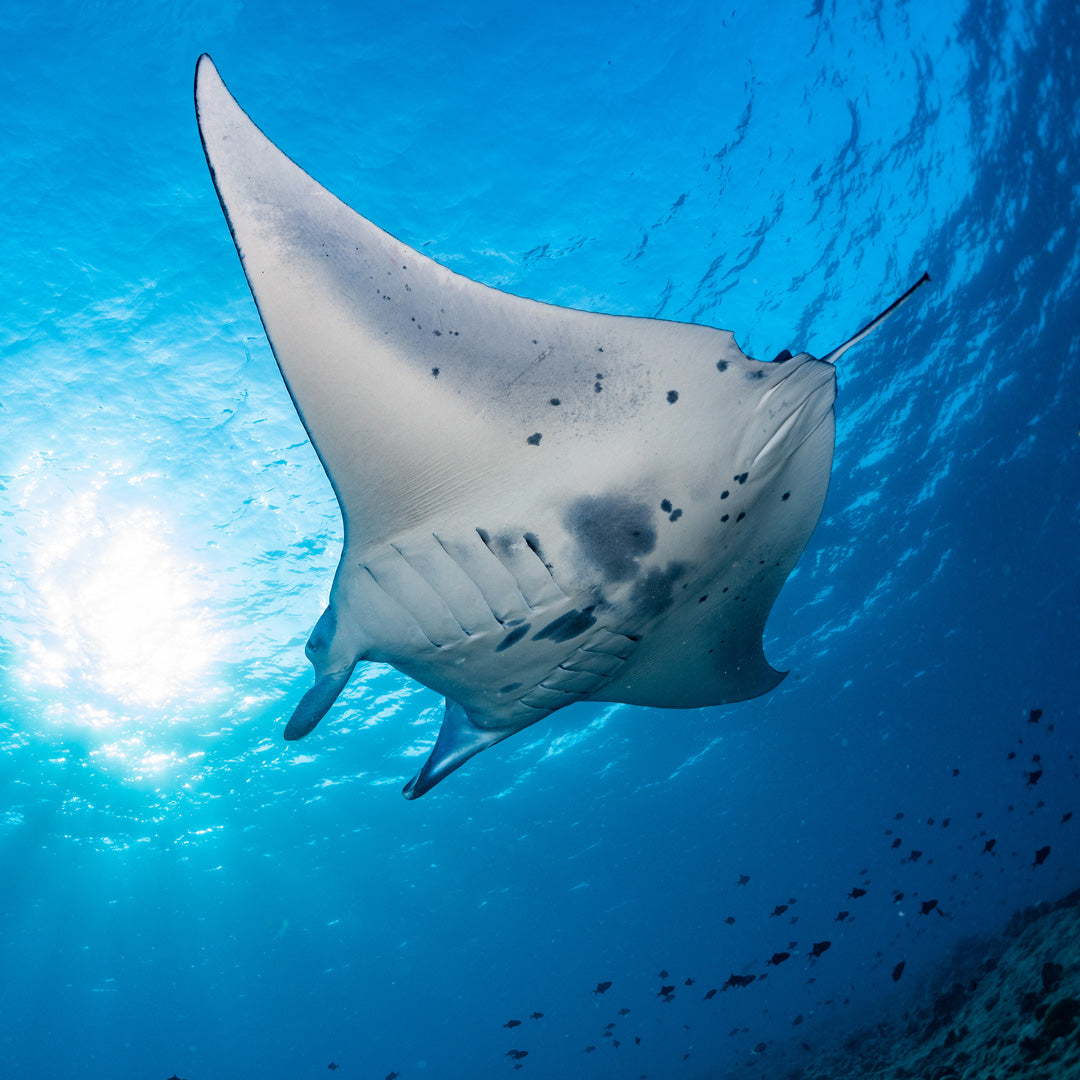 RAYA NOI - Diving Trip (from Phuket)